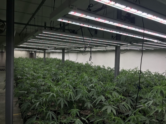 1200w Indoor Grow Lights Growers Republic 120 Degree Beam Angle
